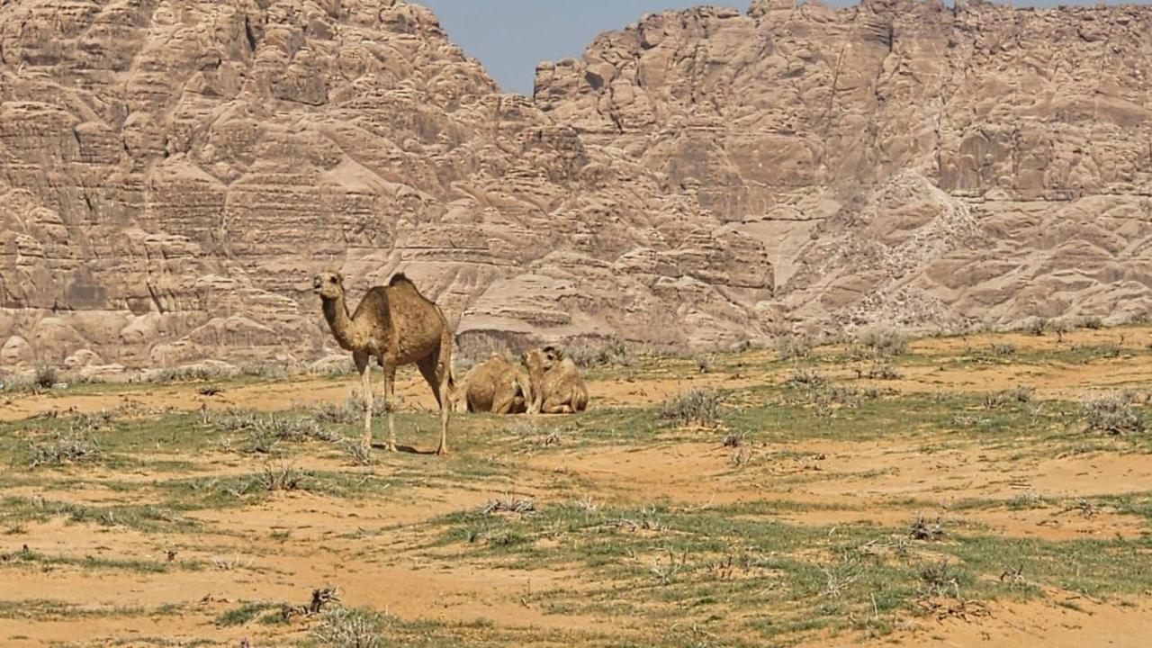 Tamim Luxury Wadi Rum Camp Экстерьер фото